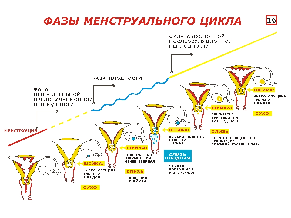 Менструальный цикл в гинекологии